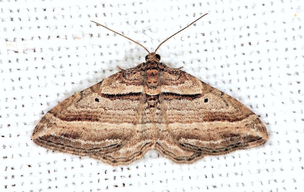 Costaconvexa polygrammata (Geometridae)